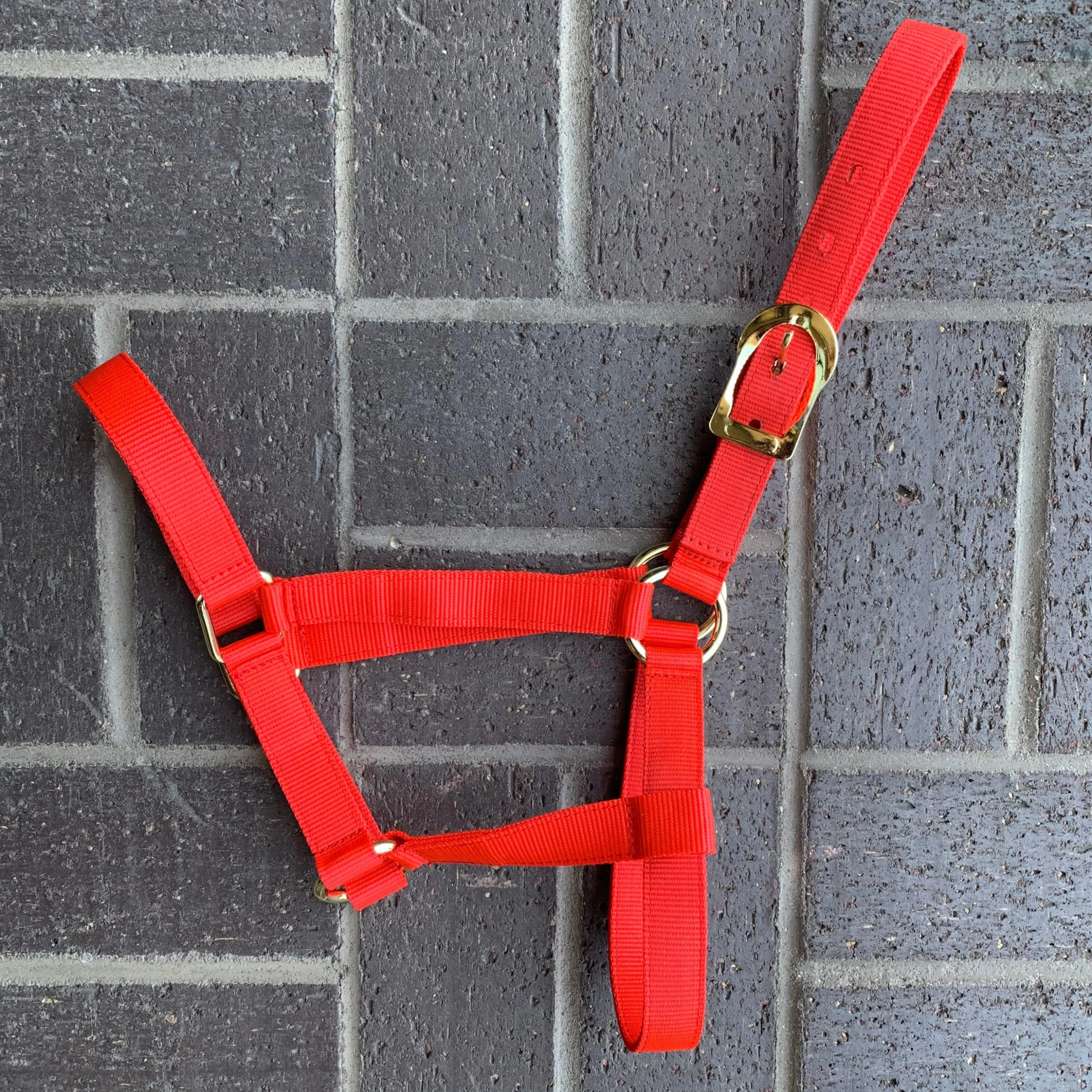 Amartigón Rojo / Red Halter 4 Amartigón Rojo / Red Halter - Image 2